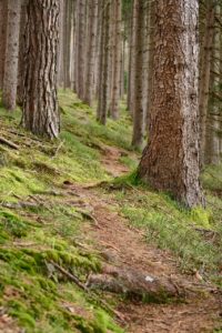 nature pathway